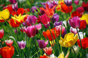 colorful_tulips